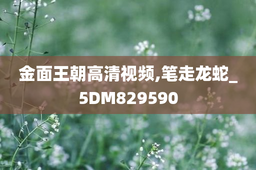 金面王朝高清视频,笔走龙蛇_5DM829590